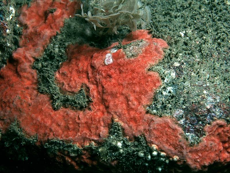 Schizomavella sarniensis